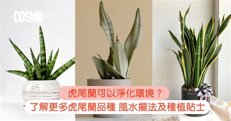 虎尾蘭風水|虎尾蘭｜助淨化家居環境？一文了解品種/風水擺法及 